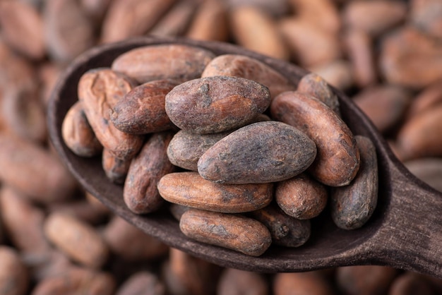 Roasted cocoa beans in dark wooden spoon