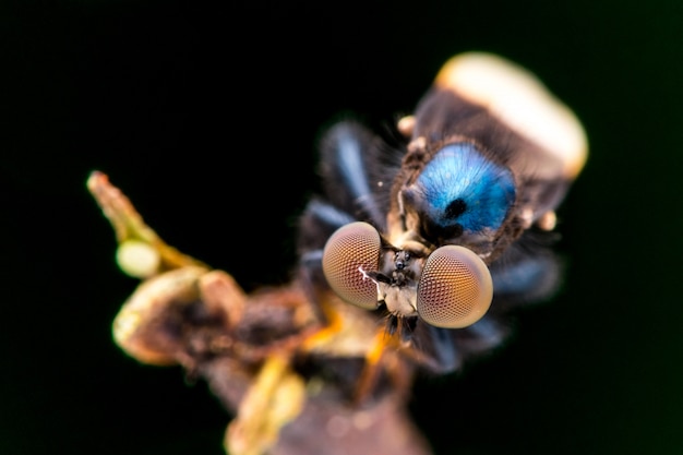 Robber Fly (Holcocephala fusca) nature macro