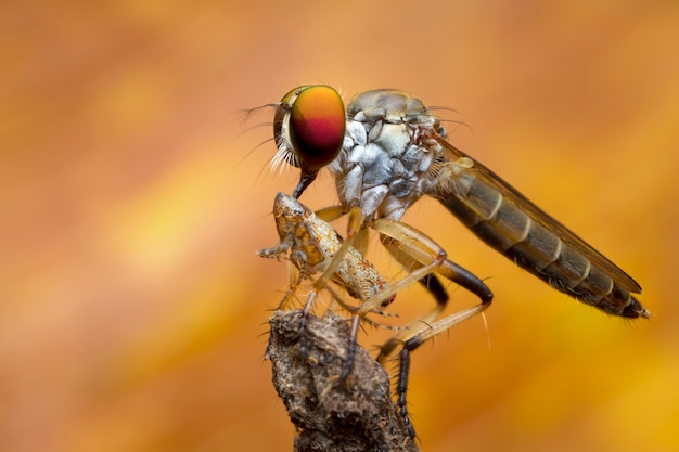 Robber fly and prey in nature