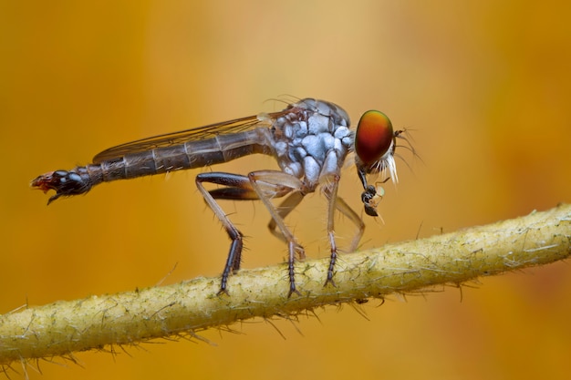 Robber fly and prey in nature