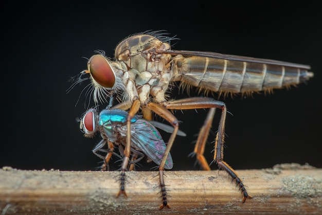 Robberfly Asilidae hunting a fly in a dark background