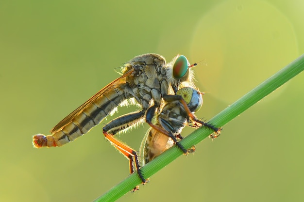 Robberfly  prey on twigs