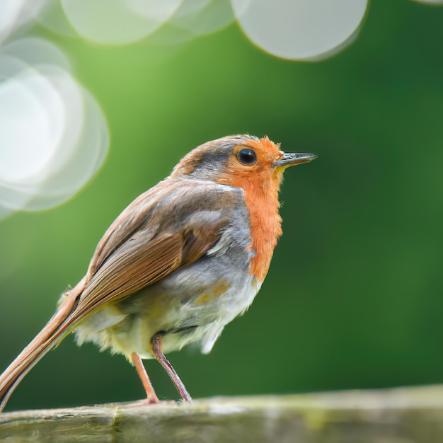 Robin bird, bokeh background