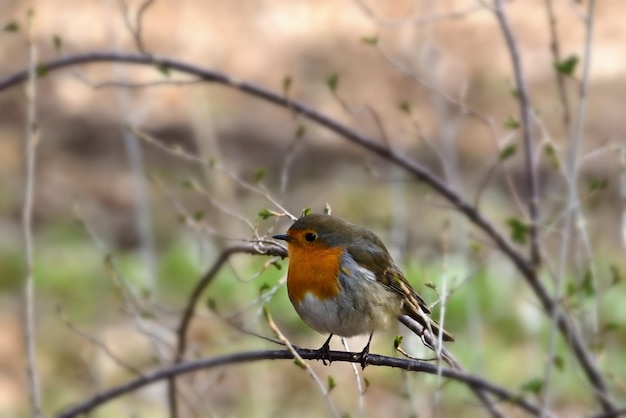 robin on a branch