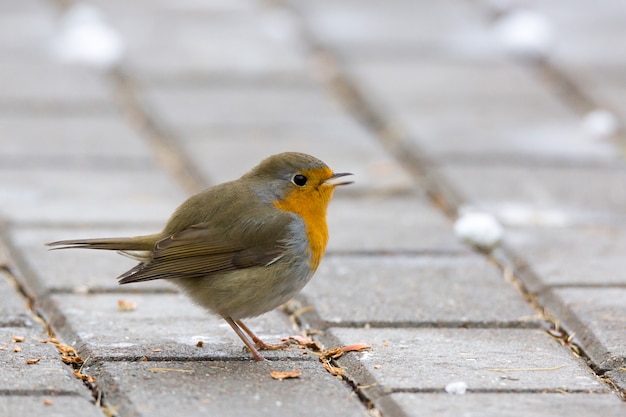  robin on a branch