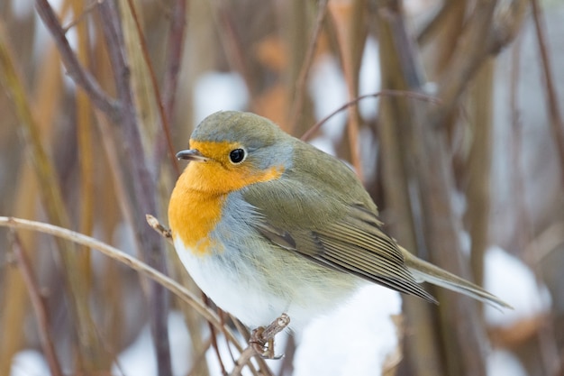 Robin on a branch