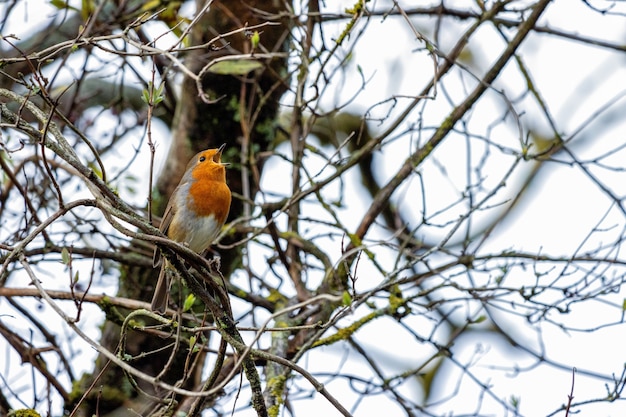 Robin singing in a tree on an autumn day