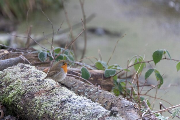 Robin standing on a frost covered log in winter