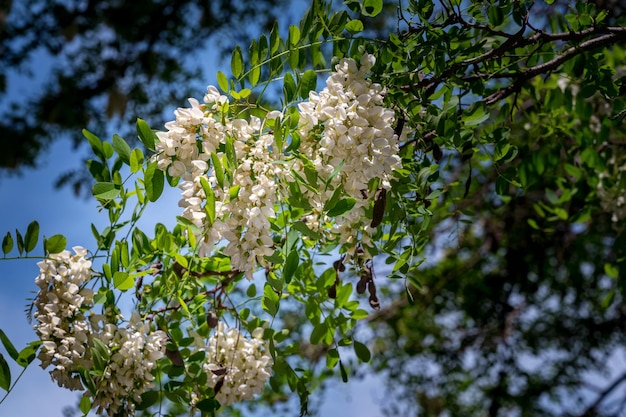 Robinia pseudoacacia or black locust clouseup photo