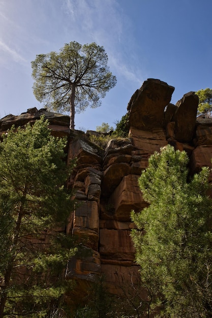 Rock canyon with a tree on top