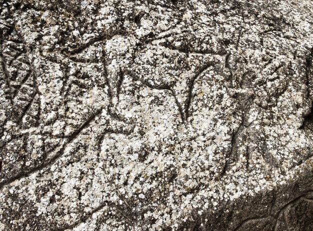 Rock carvings petroglyphs of hourses and people in gobustan national park exposition of petroglyphs