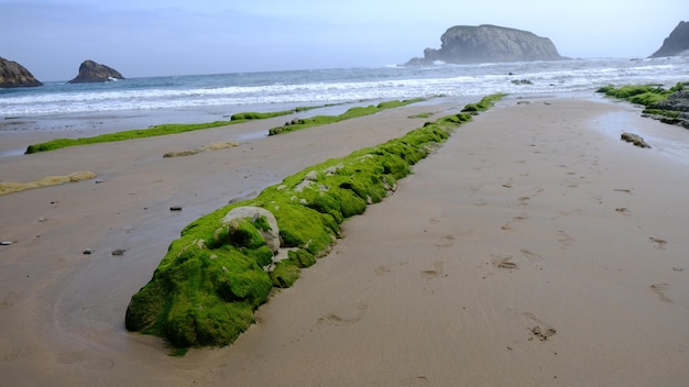 Rock covered with algae on the beach of Arnía, in Costa Quebrada, Cantabria, Spain