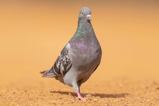 rock dove, rock pigeon, common pigeon or domestic pigeon (Columba livia domestica) Toledo, Spain