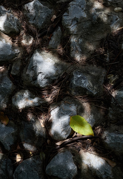 Rock floor under a tree shade in sunny day