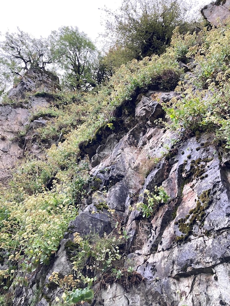 Rock in the forest herbs and shrubs on a large stone mobile photography