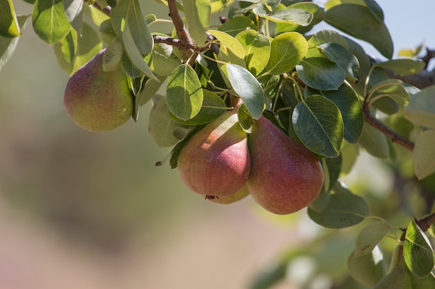 Rock Pear orchard