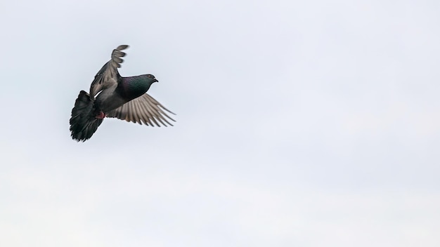 Rock pigeon or rock dove flying