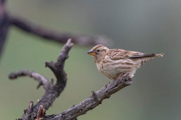 Rock sparrow Petronia petronia Malaga Spain