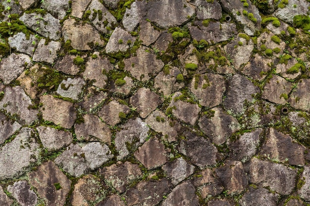 Rock stone wall with green sprout