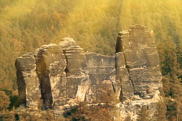 Rock surrounded by forest