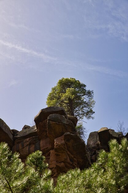 Rock wall with a tree on top