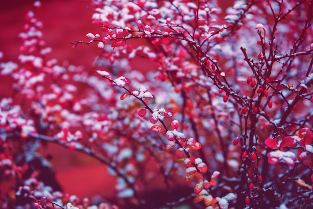 Rocket Barberry Shrub bush covered with snow in the winter garden