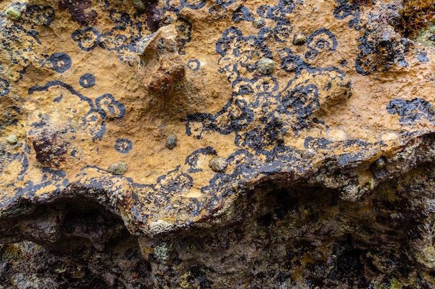 Rocks on the coast of asturias where small molluscs and crustaceans grow