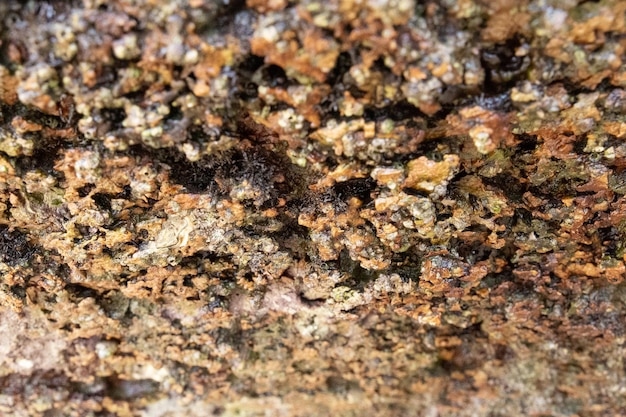 Rocks on the coast of asturias where small molluscs and crustaceans grow