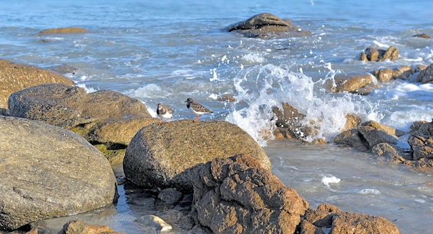 Rocks in the sea and birds on a Brittany beach France