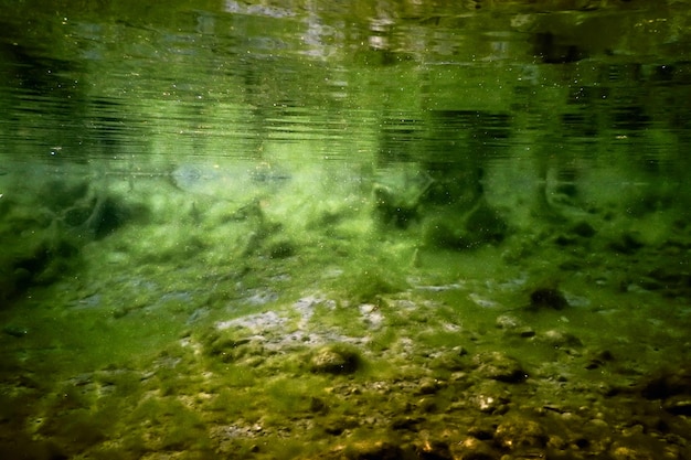 Rocks underwater on riverbed covered with green algae, water quality