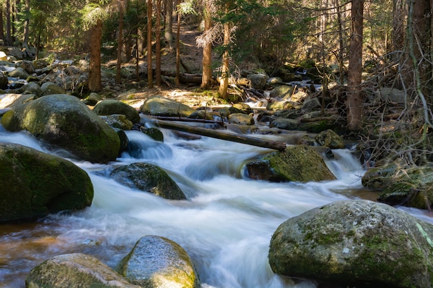 Rocky mountain stream and gum trees