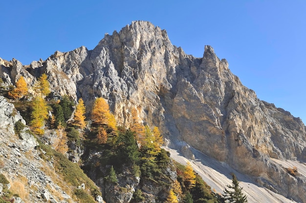 Rocky peak alpine mountain under blue sky with fir and yellow larch trees in autumn season