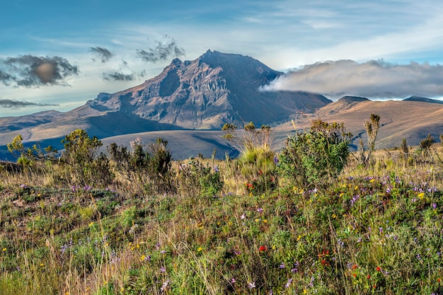 Photo the rocky sincholagua volcano in the cotopaxi national park on a clear day with blue sky and with blooming andean paramo vegetation in the foreground