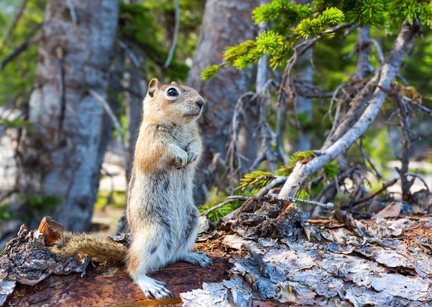 Rodent on dry tree in green forest.