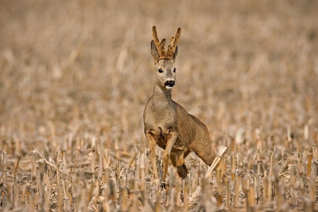 Roe deer buck approaching from front on a corn stubble field