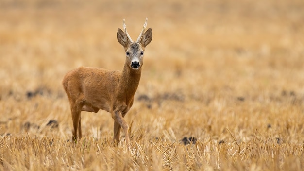 Roe deer buck approaching on stubble field in summer 