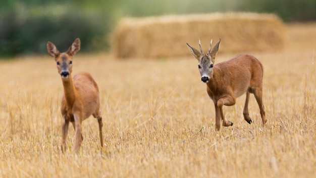 Roe deer buck following a doe on a stubble field in rutting season