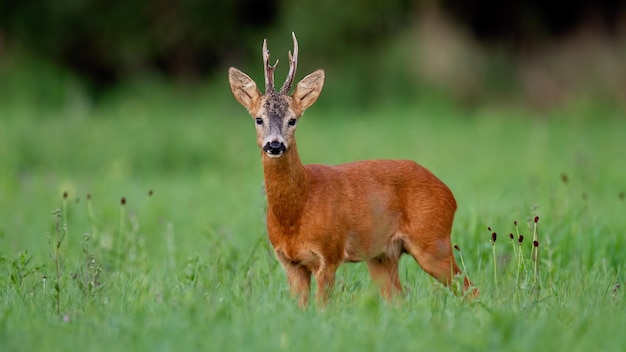 Roe deer buck on green meadow in summer