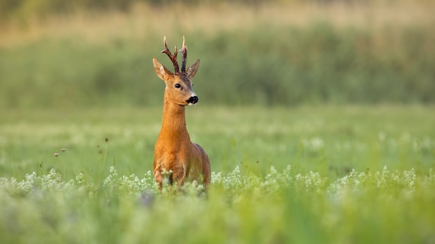 Roe deer buck on a green meadow in summer