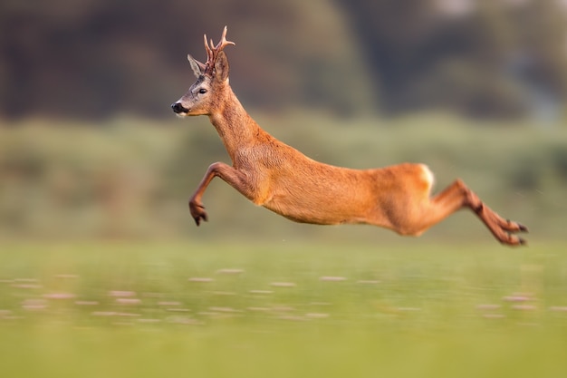 Photo roe deer buck jumping high in summer nature while running fast