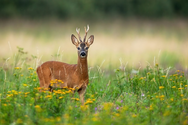 Roe deer buck portrait on green summer meadow