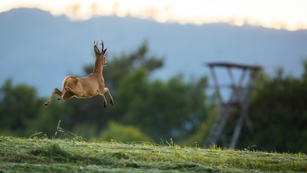 Roe deer buck running away with copy space at sunset