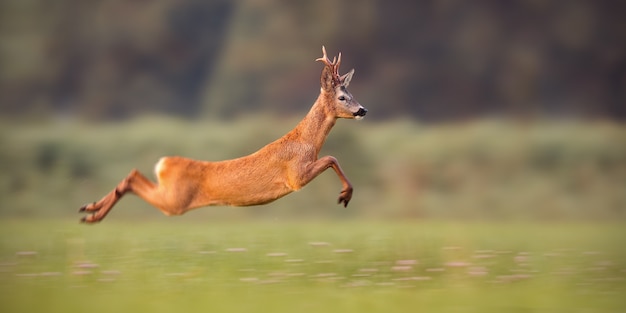 Photo roe deer buck sprinting fast in a field