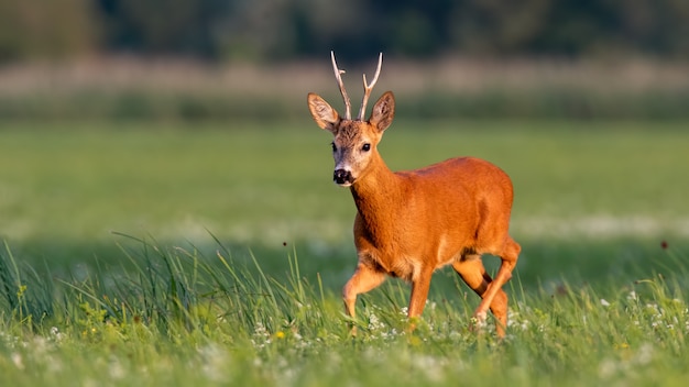 Roe deer buck walking on blooming meadow in summer at sunset