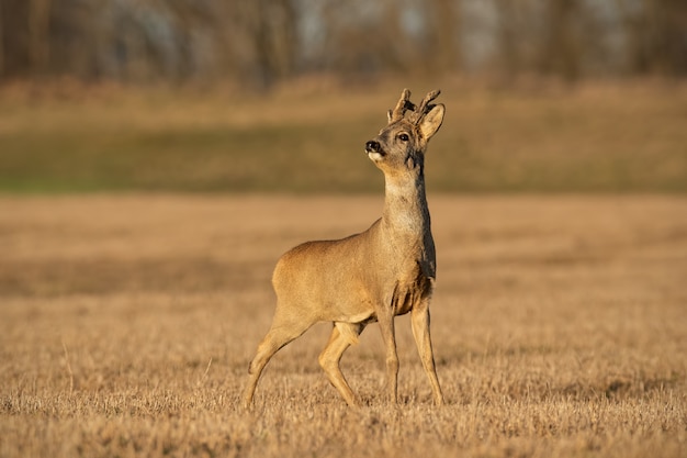 Roe deer buck with antlers in velvet