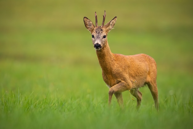 Roe deer, capreolus capreolus, buck in summer.