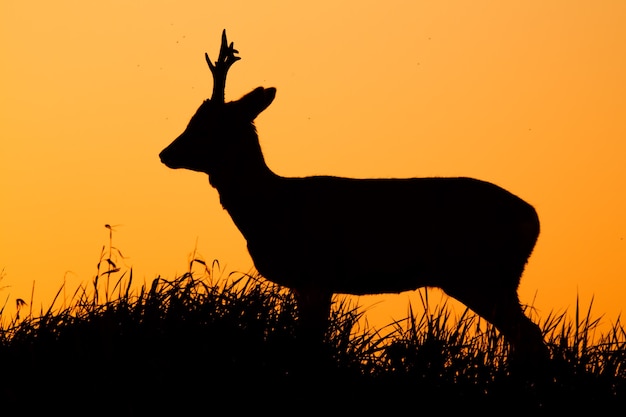 Roe deer capreolus capreolus male buck silhouette