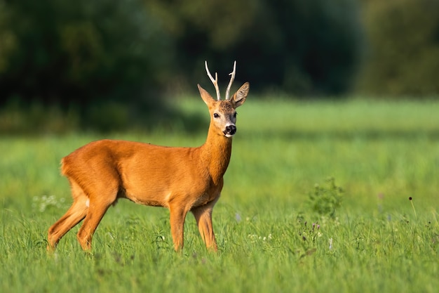 Roe deer, capreolus capreolus, standing on green field in summer sunlight. Roebuck walking on sunny grass. Antlered animal looking on pasture in sunshine.