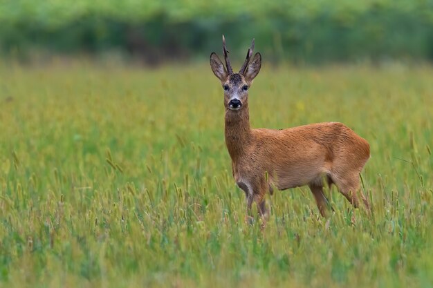 Roe deer, capreolus capreolus, watching on pasture in summer with copy space.