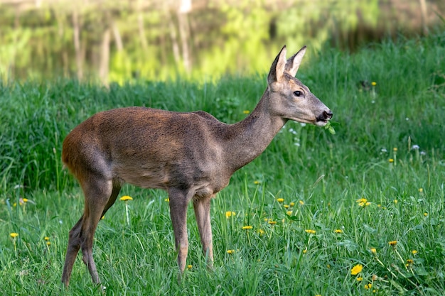 Roe deer Capreolus capreolus Wild roe deer in nature